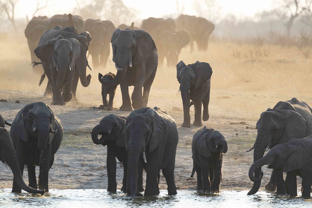 Effects for wildlife
