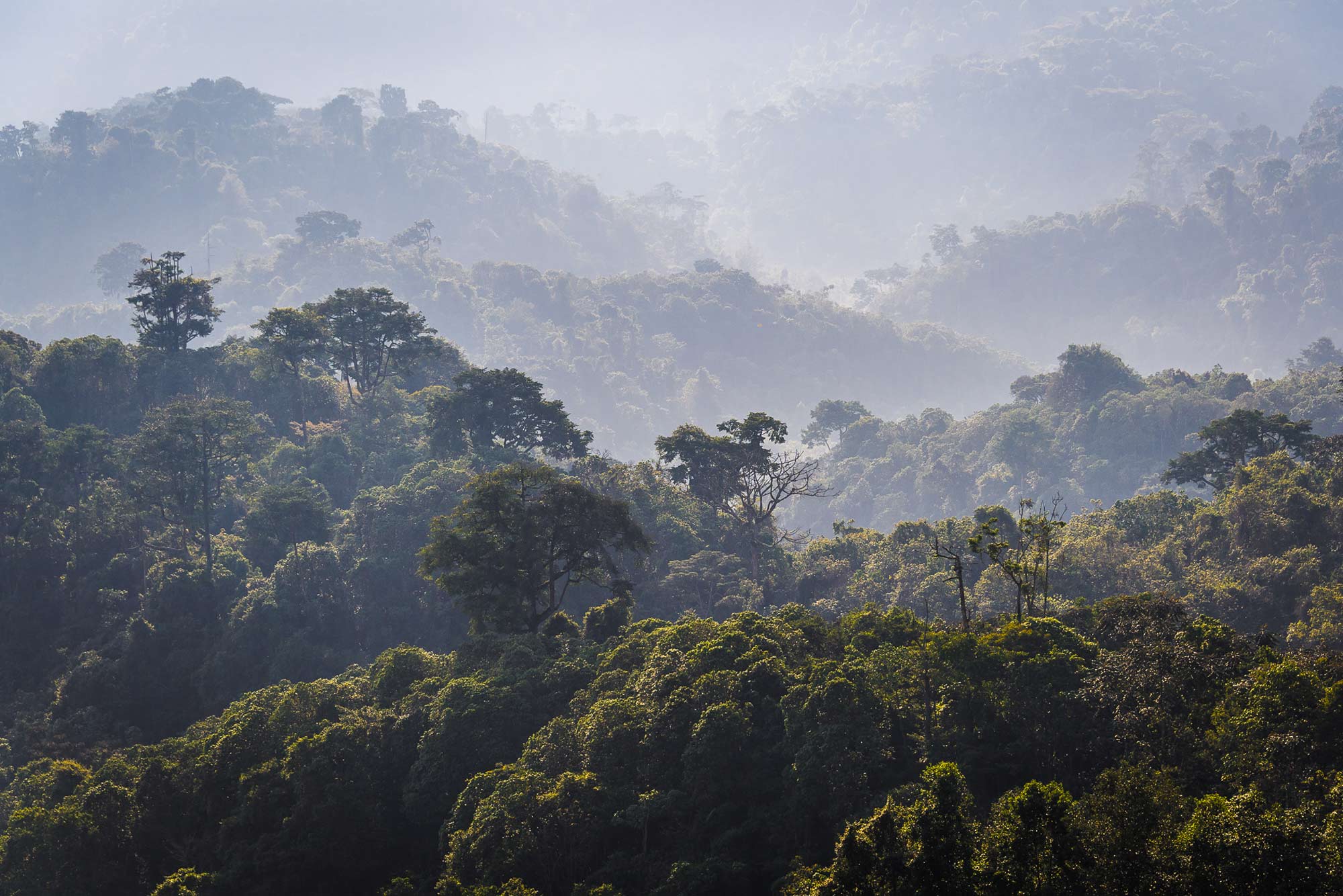 How Rwanda is putting its forests first in the fight against climate change